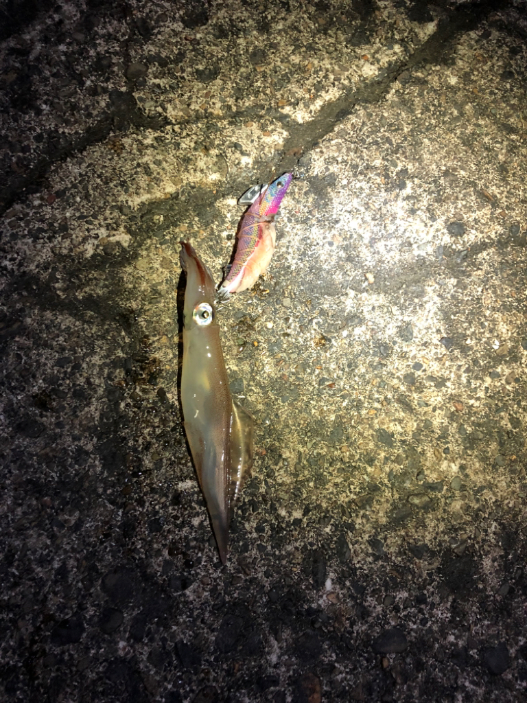 【今季最高記録！】満月×大潮×越前