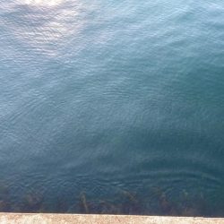 淡路島も開幕してました!