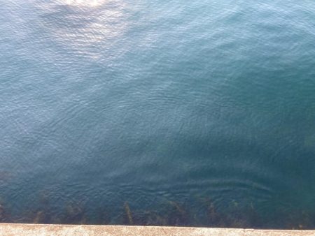 淡路島も開幕してました!