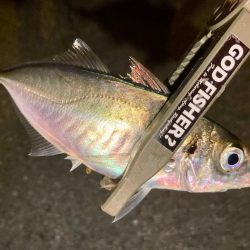 夜な夜なアジング