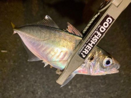 夜な夜なアジング