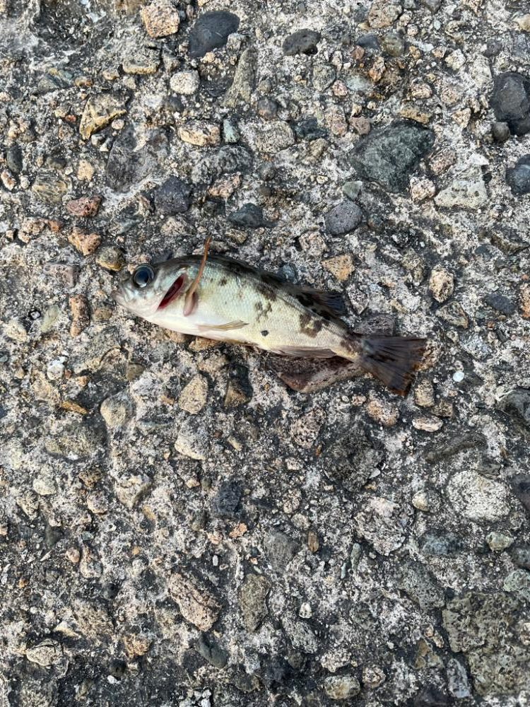 春が来たのでメバリング