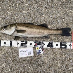 チヌ針改めて1号の強さ