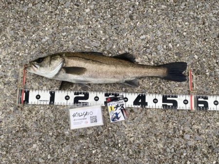 チヌ針改めて1号の強さ