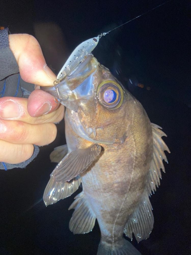 2022ライトゲーム第10戦