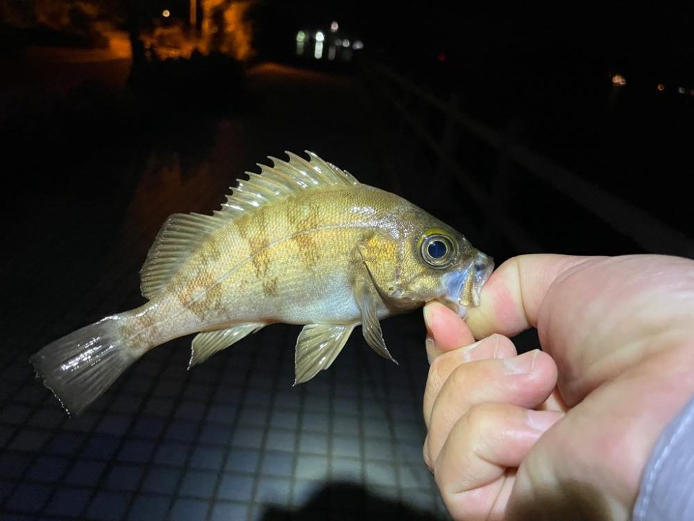 メバルに混じり