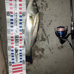 メバリングのはずが