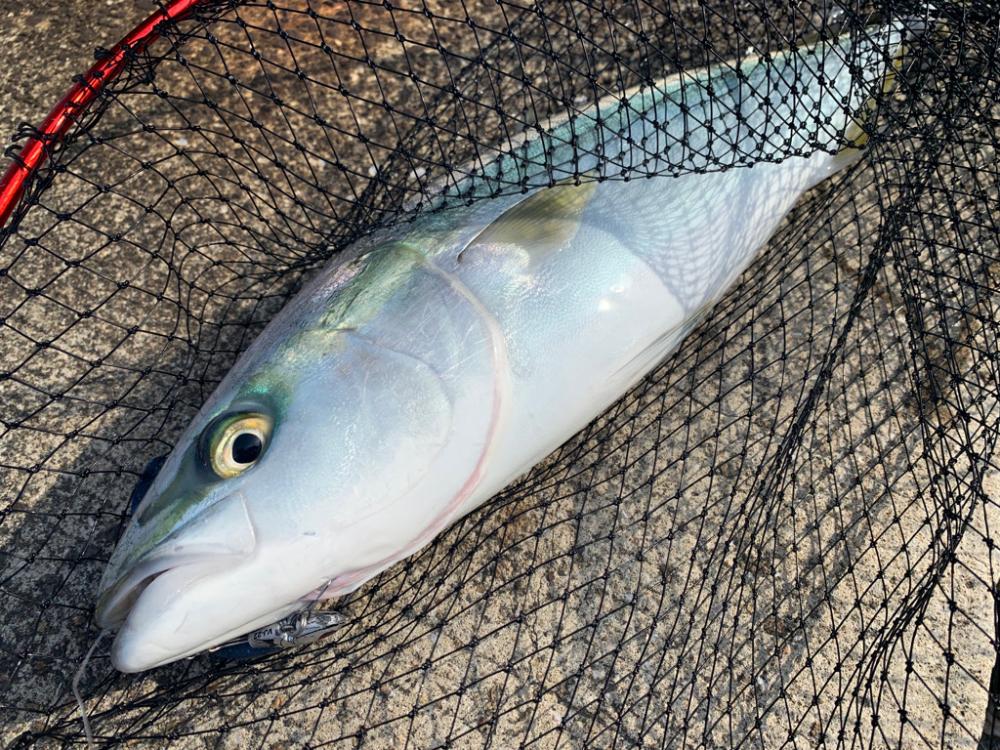 チニングにショアジギに最高な1日。