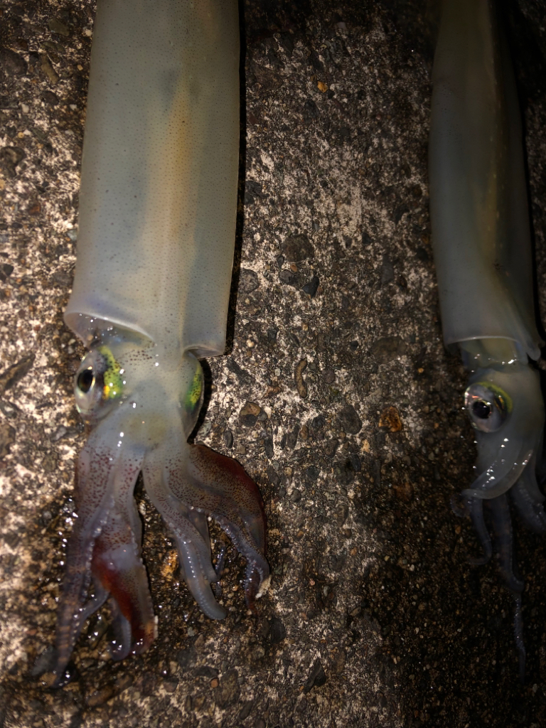 【4度目越前】なんとか2杯