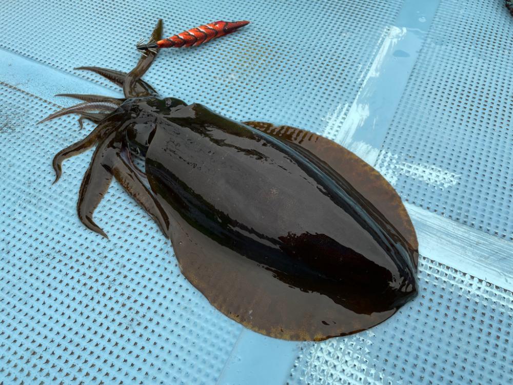 マイボートで春アオリを