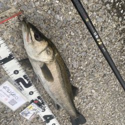 久しぶりの雨の釣り