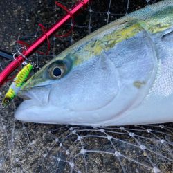 ジャックアイマキマキで今シーズン初青物！