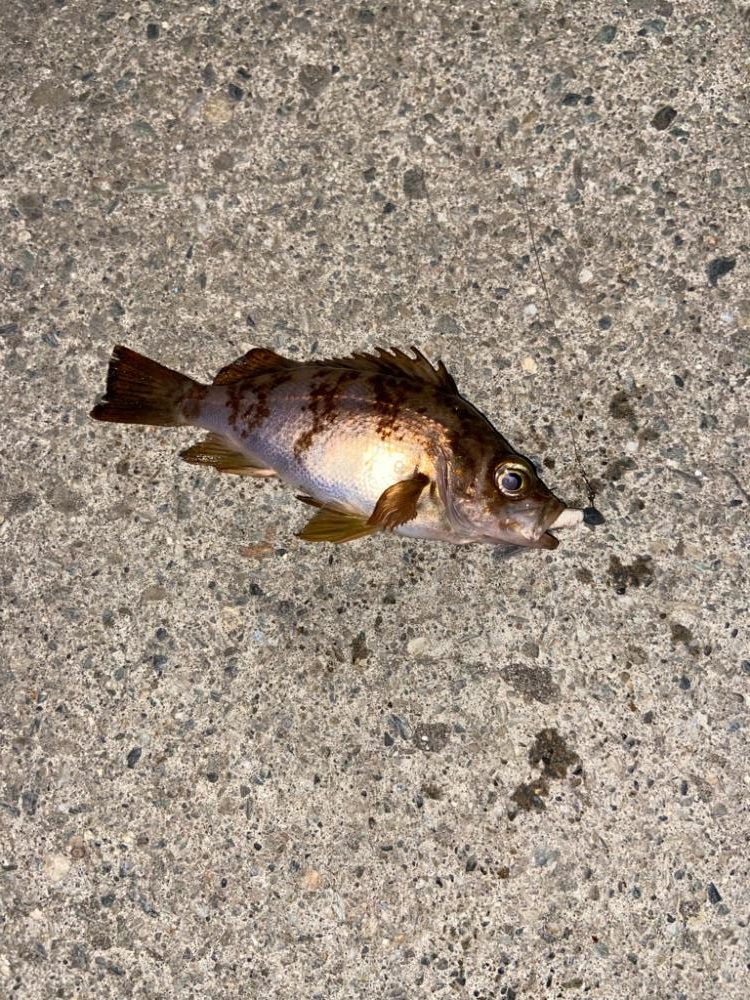 満月でも数釣り