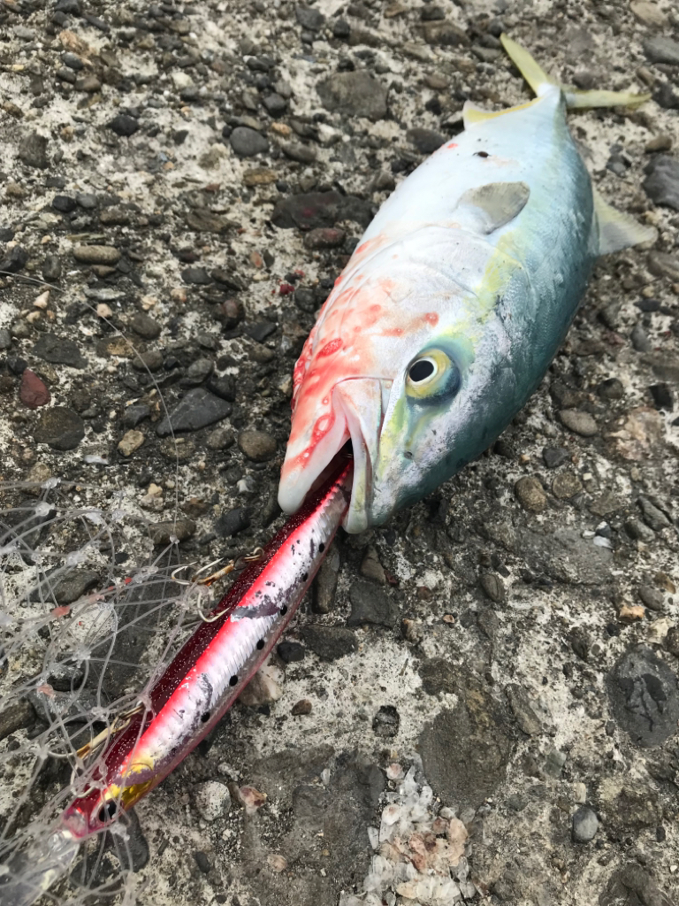 ハマチ爆釣❗️