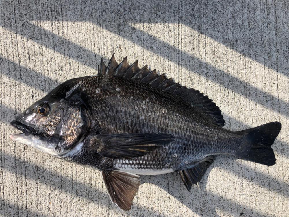 寒の戻りでエビ撒き