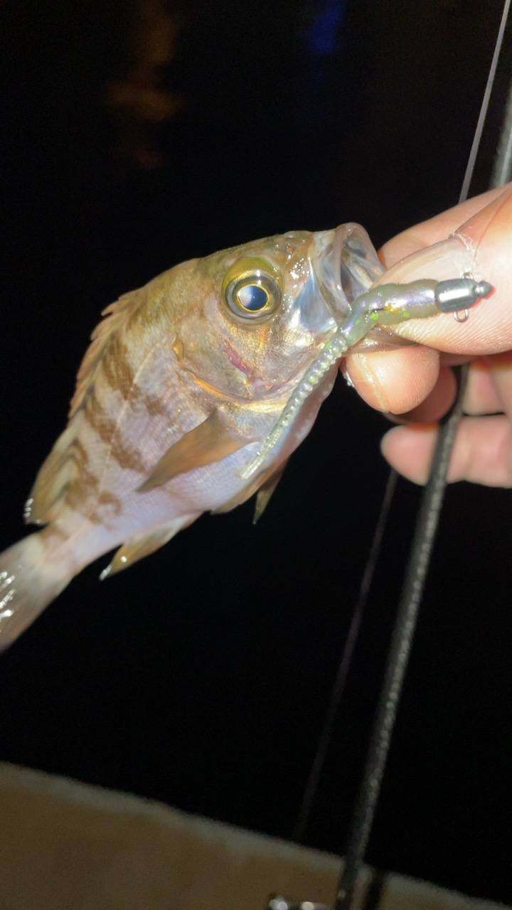 癒やしの釣り♪