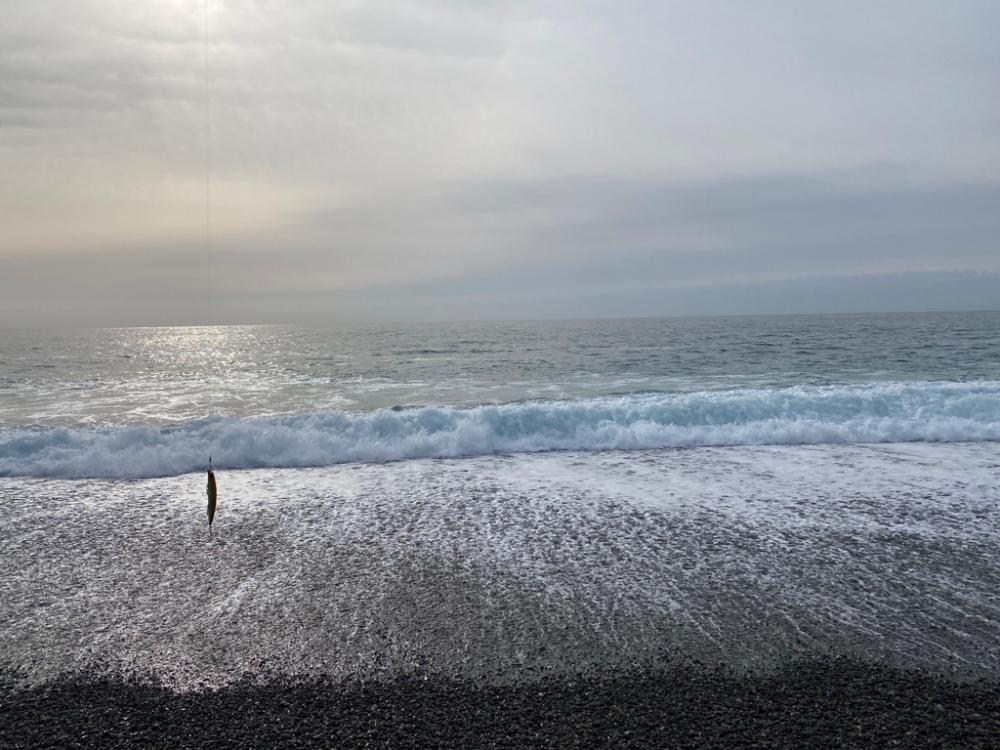 浜のヒラスズキは高活性
