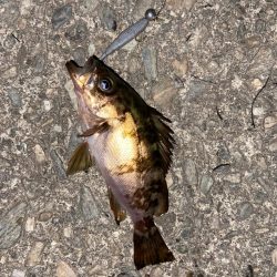 小メバルライズ