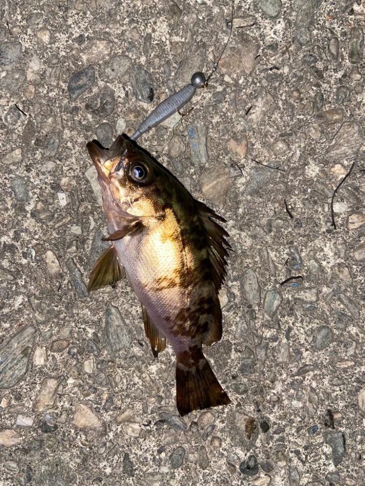 小メバルライズ