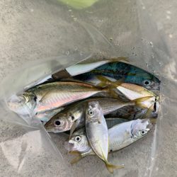 ファミリーサビキ^ ^