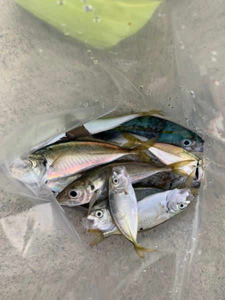 ファミリーサビキ^ ^