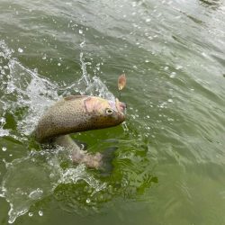 かめプーはドッカン放流日