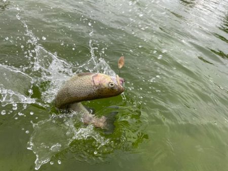 かめプーはドッカン放流日