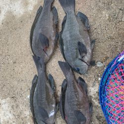 今期初波止グレ