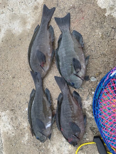 今期初波止グレ