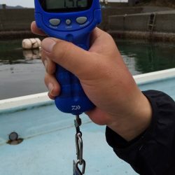 春のアオリイカにようやく出会えた!