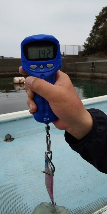 春のアオリイカにようやく出会えた!