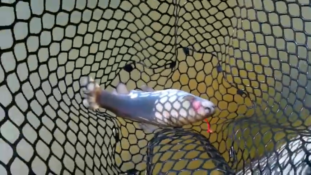 何だかんだトラウト数釣り