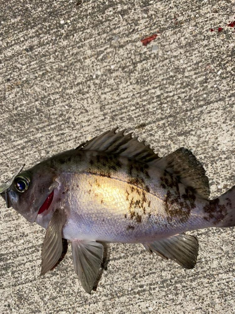 久々にライトゲーム