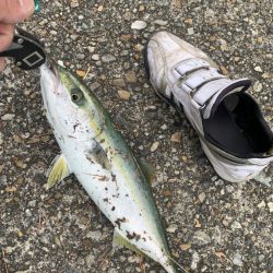 今期初!ナイスブルー①(ツバス)