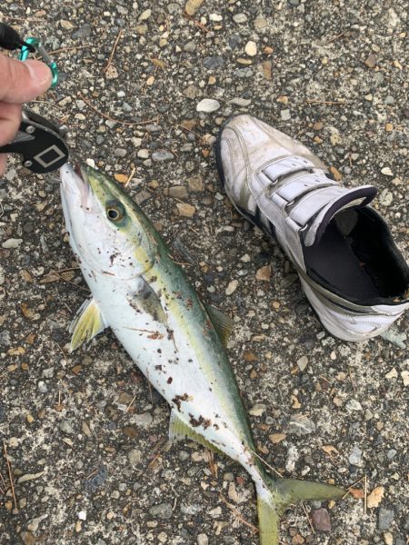 今期初!ナイスブルー①(ツバス)