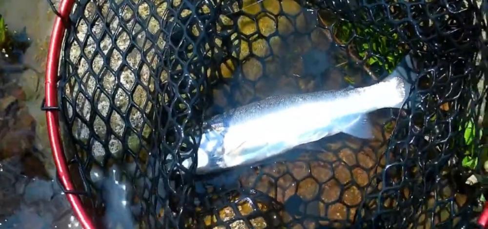 しごおわ癒しのトラウト