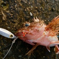 ジャックアイマキマキでボラショアジギング！？