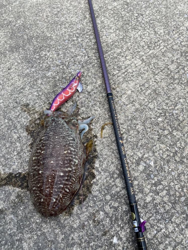 近場のエギング