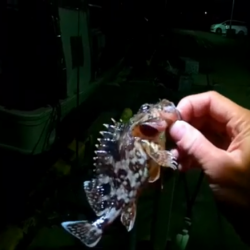 初浜田ライトゲーム！