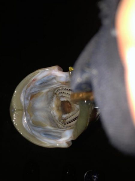 粘ってなんとか