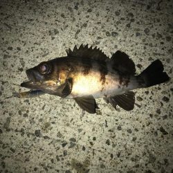 淡路島丸山漁港