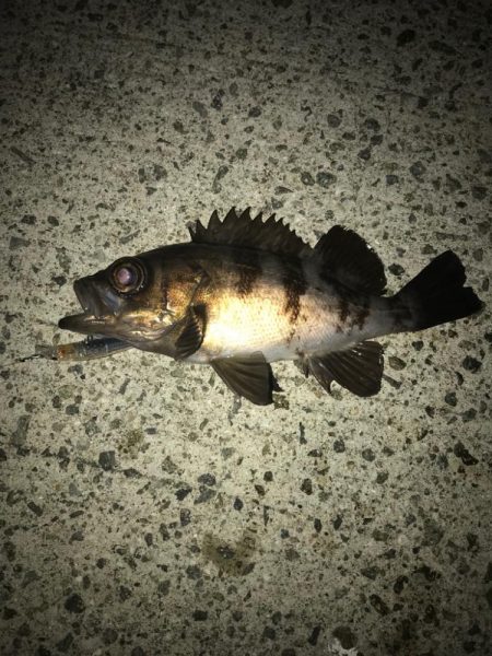 淡路島丸山漁港