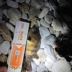 久しぶりのメバリング