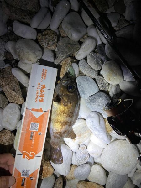 久しぶりのメバリング