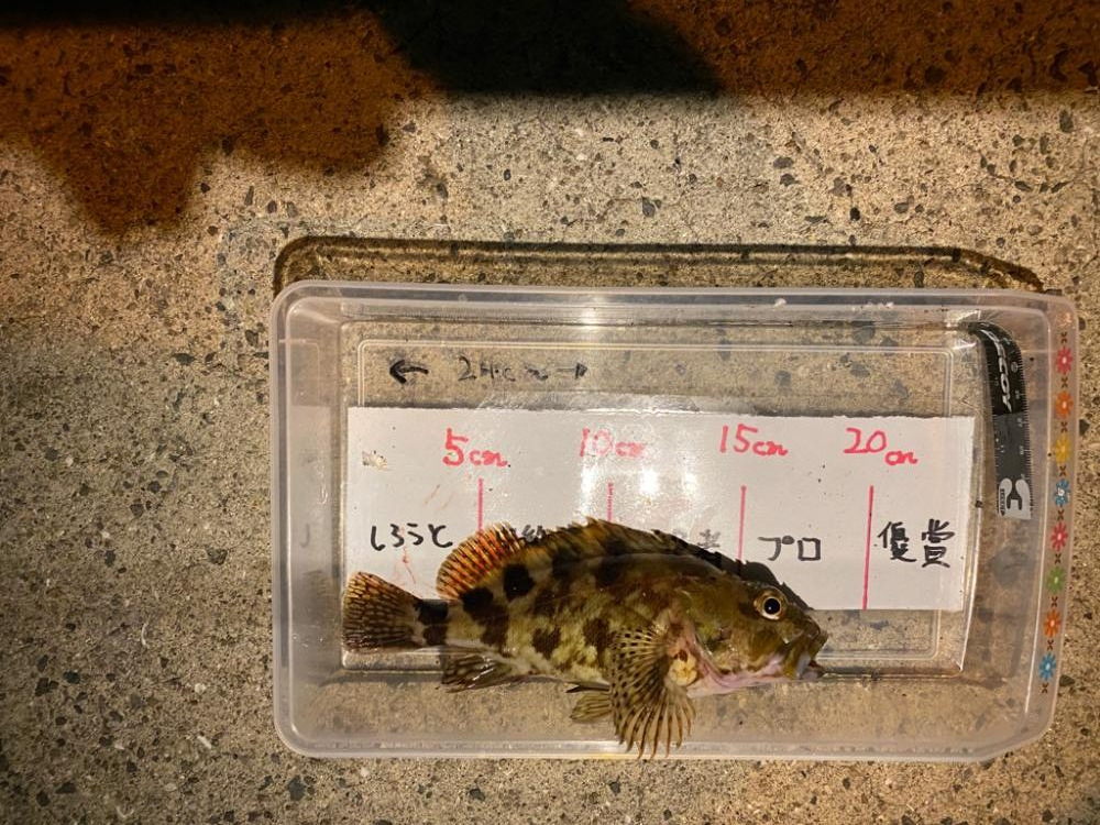 バースデーフィッシュはいつものガシラ