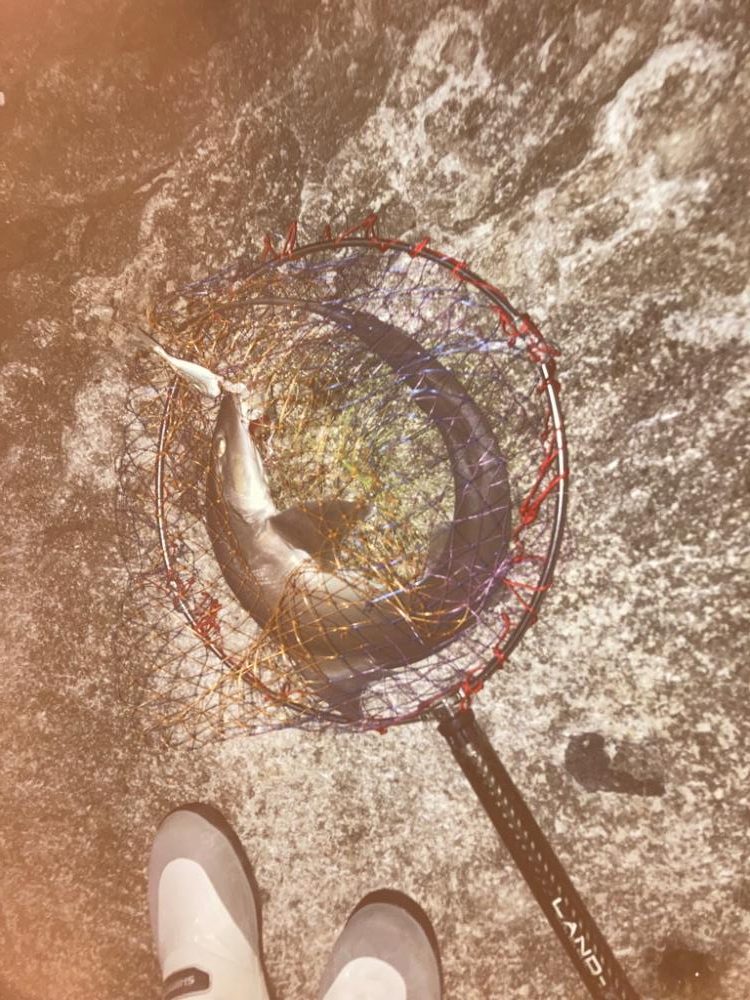 春アオリ狙いのはずが、天敵サメでした。