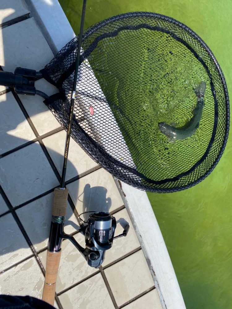 昼からかめプー