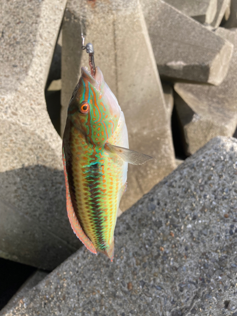 キス諦め穴釣り