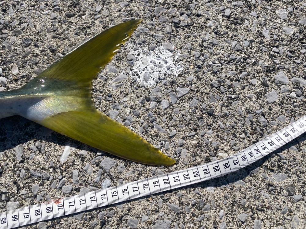 エソ先輩だと思ったら（笑）