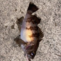 マイクロベイトパターン